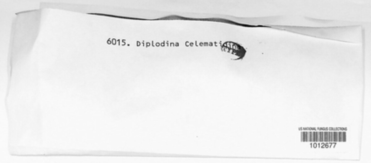 Diplodina clematidina image
